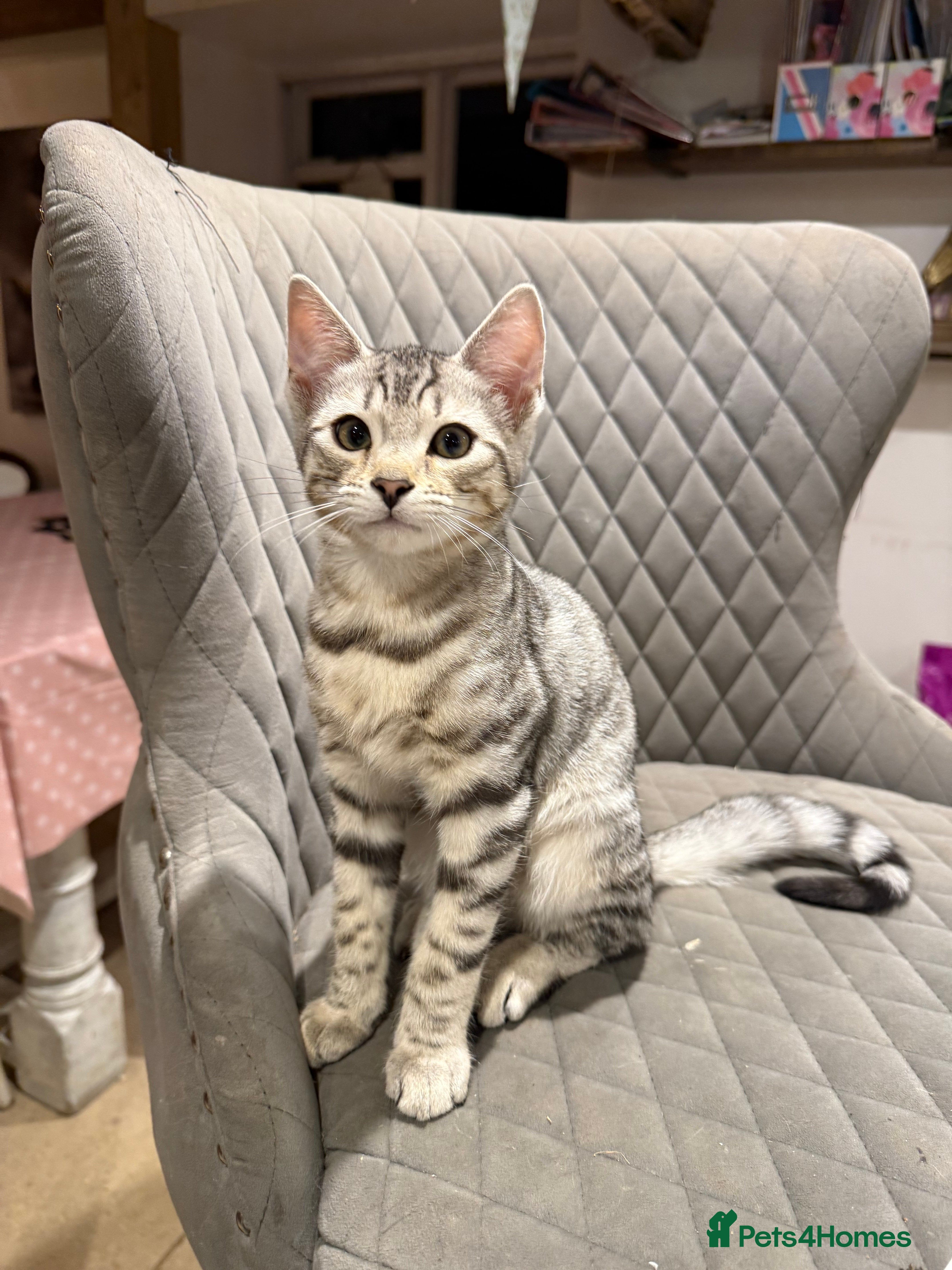 Bengal cats Stunning Bengal Kittens - Advert 4