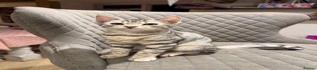 Bengal Kitten 1