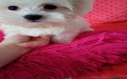 Maltese dogs for sale: Maltese puppies 2 girls and boy in Crewe - Image 7