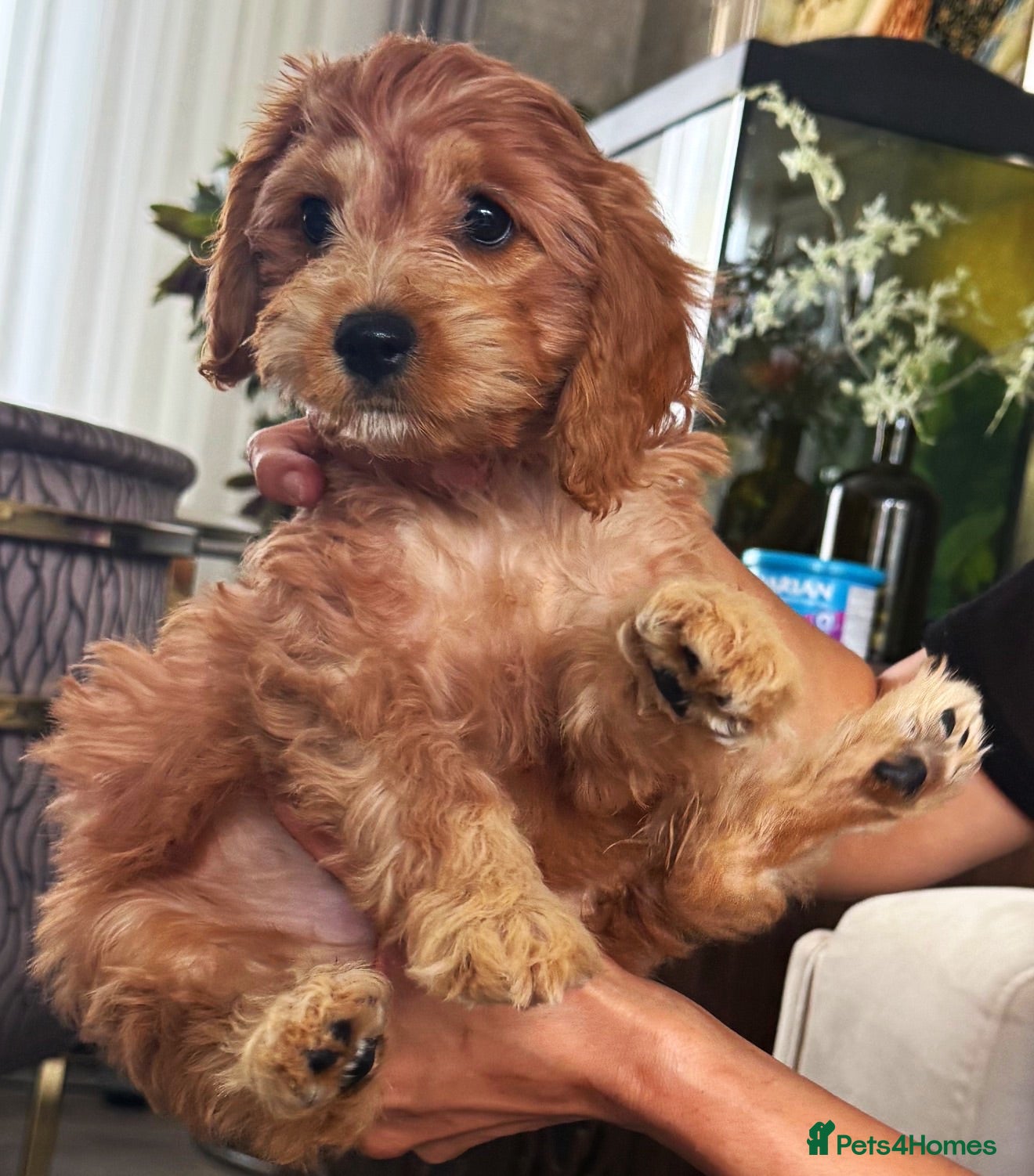 Toy Poodle dogs Toilet trained Toy poodle cross F1Cavapoo puppies - Advert 1
