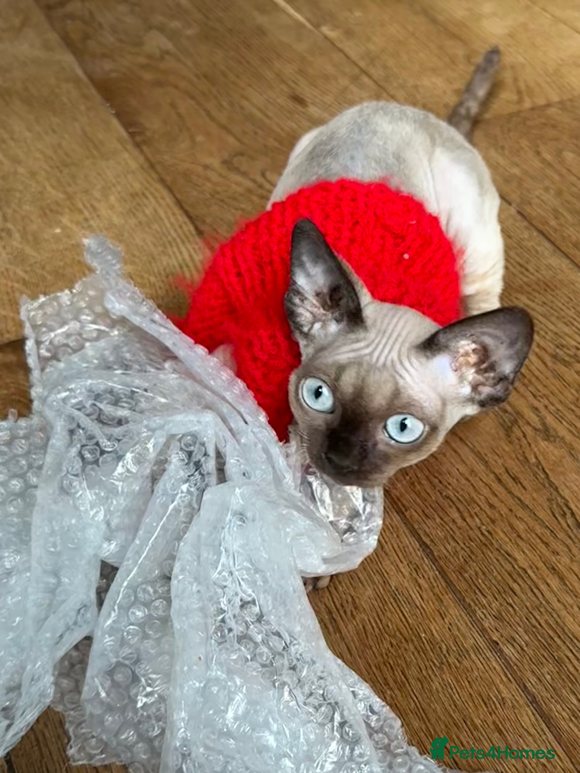 Devon Rex cats Active girl ready to go GCCF - Advert 1