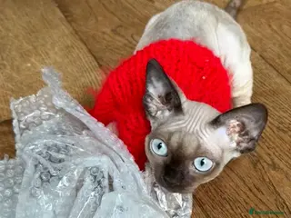 Devon Rex cats for sale: Active girl ready to go GCCF - Advert 1