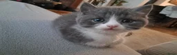 Mixed Breed cats for sale: Mixed Breed (British Shorthair/Domestic) - Advert 20
