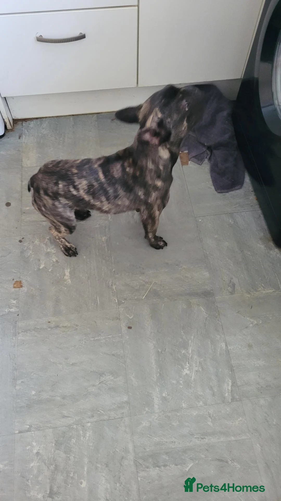 French Bulldog dogs for sale: French bulldog  - Advert 6