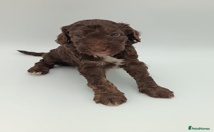 Australian Labradoodle dogs - Advert 2