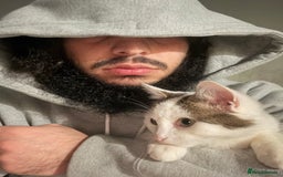 Mixed Breed cats for sale: Kittens for sale - Advert 16