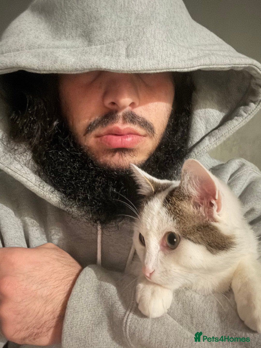 Mixed Breed cats for sale: Kittens for sale - Advert 16