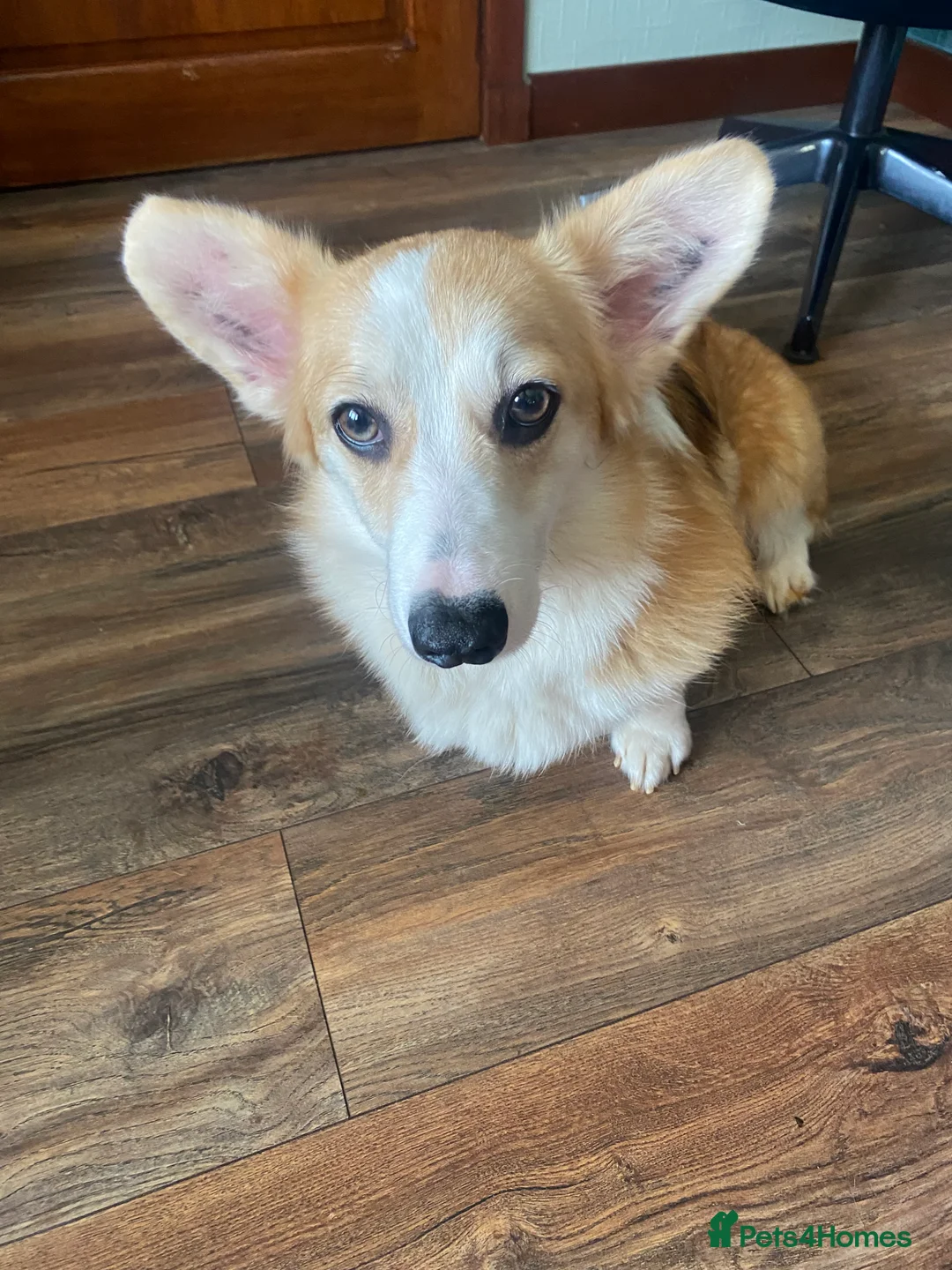 Welsh Corgi Pembroke dogs for sale: Pembroke Welsh corgi puppies  - Advert 4