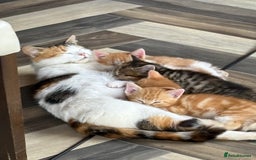 Domestic Shorthair cats for sale: Kittens  - Image 3