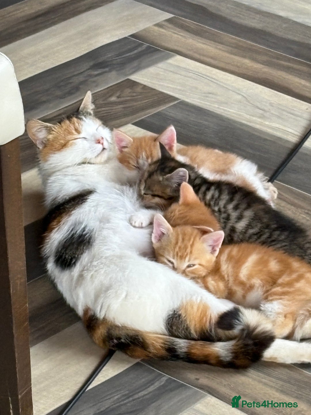 Domestic Shorthair cats for sale: Kittens  - Image 3