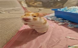 Hamster rodents for sale: Hamster with cage & accessories  - Image 7