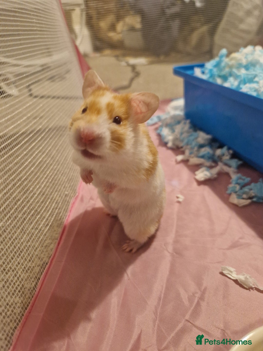 Hamster rodents for sale: Hamster with cage & accessories  - Image 7