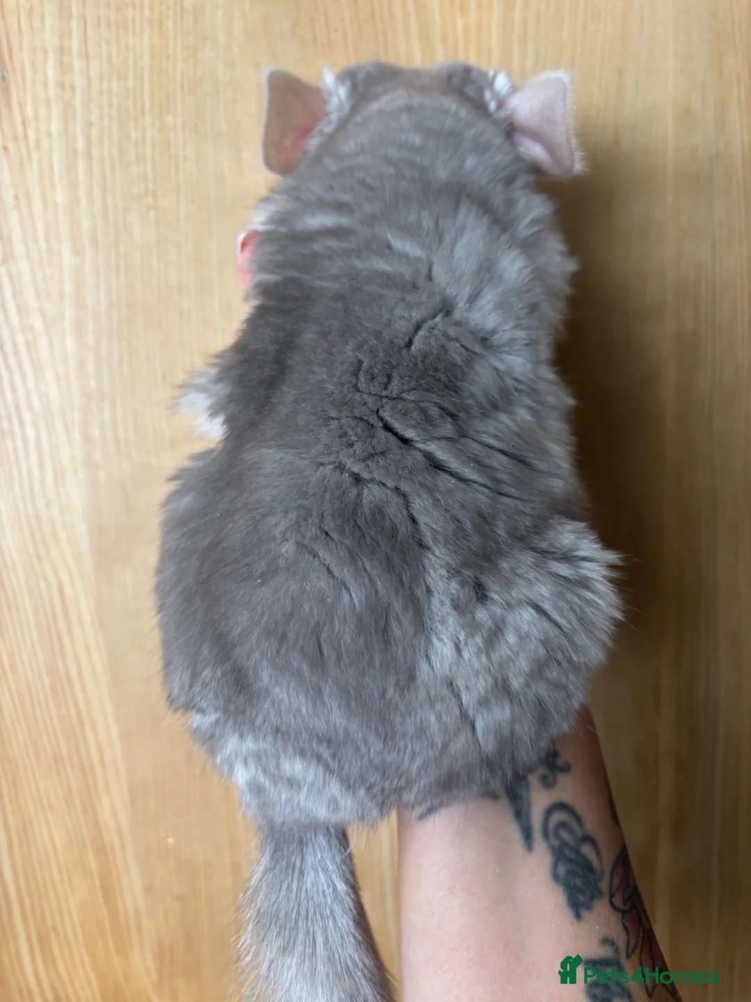 Chinchilla rodents for sale: Tan velvet female and other sexed twin kits  in Solihull - Advert 2