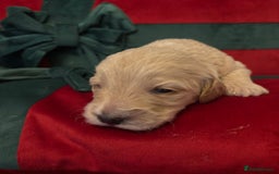 Cockapoo dogs for sale: ⭐️OUTSTANDING, HIGH QUALITY Cockapoo F1B Puppies⭐️ - Advert 36