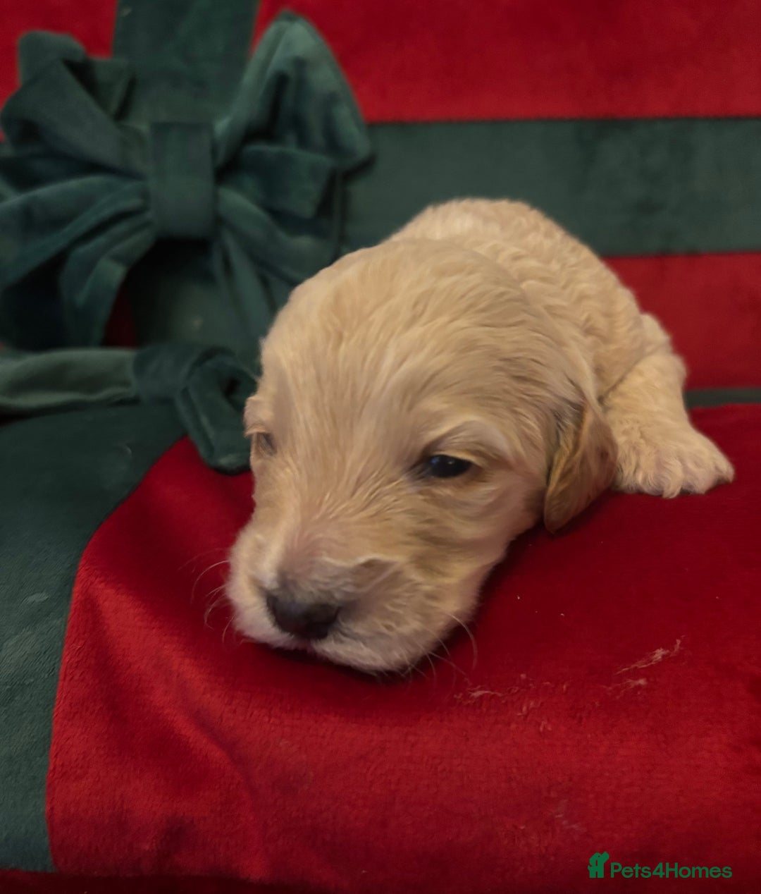 Cockapoo dogs for sale: ⭐️OUTSTANDING, HIGH QUALITY Cockapoo F1B Puppies⭐️ - Advert 36