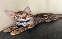 Bengal cats for sale: Available Pure Bengal kittens now! ♥️ - Image 12