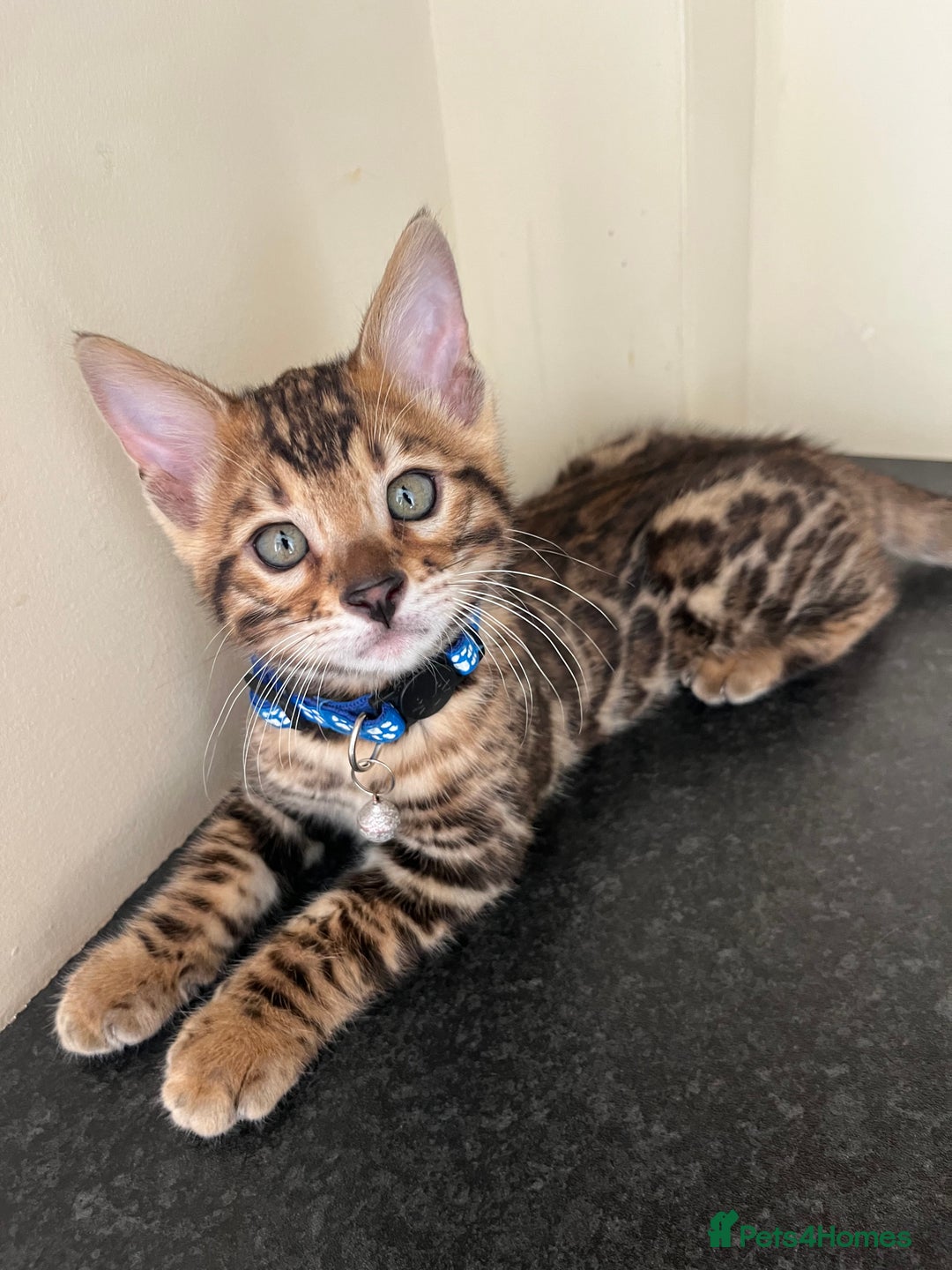 Bengal cats for sale: Available Pure Bengal kittens now! ♥️ - Image 12