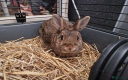 Netherland Dwarf rabbits for sale: Handsome purebred Netherland dwarf boy - Image 2