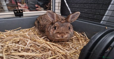 Netherland Dwarf rabbits - Advert 2