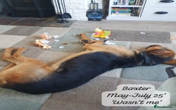Mixed Breed dogs for adoption: Baxter, 5 yrs old boy. Available for adoption. - Image 18