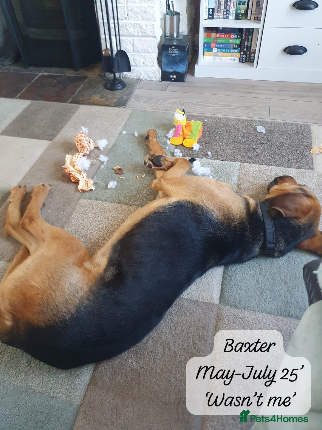 Mixed Breed dogs for adoption: Baxter, 5 yrs old boy. Available for adoption. - Image 18