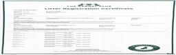 Labrador Retriever dogs for sale: EXCEPTIONAL LABRADOR PUPPIES FROM FTC LINE - Advert 15
