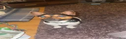 Jack Russell dogs for sale: Jax Jack russel in Brigg - Advert 4