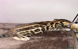 Bengal cats for stud: Stunning Male Bengal Stud 🌟TICA REGISTERED🌟 in Wolverhampton - Image 20