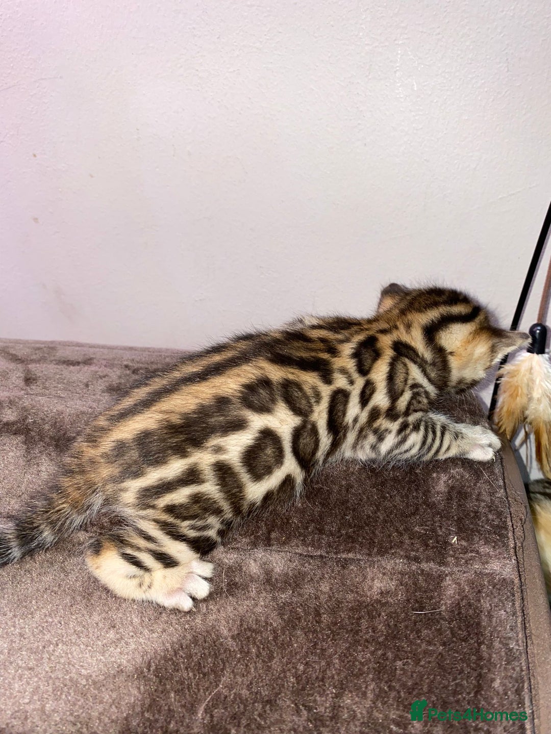 Bengal cats for stud: Stunning Male Bengal Stud 🌟TICA REGISTERED🌟 in Wolverhampton - Image 20