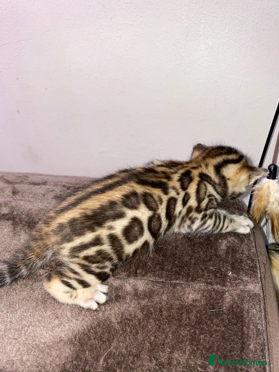 Bengal cats for stud: Stunning Male Bengal Stud 🌟TICA REGISTERED🌟 in Wolverhampton - Advert 20