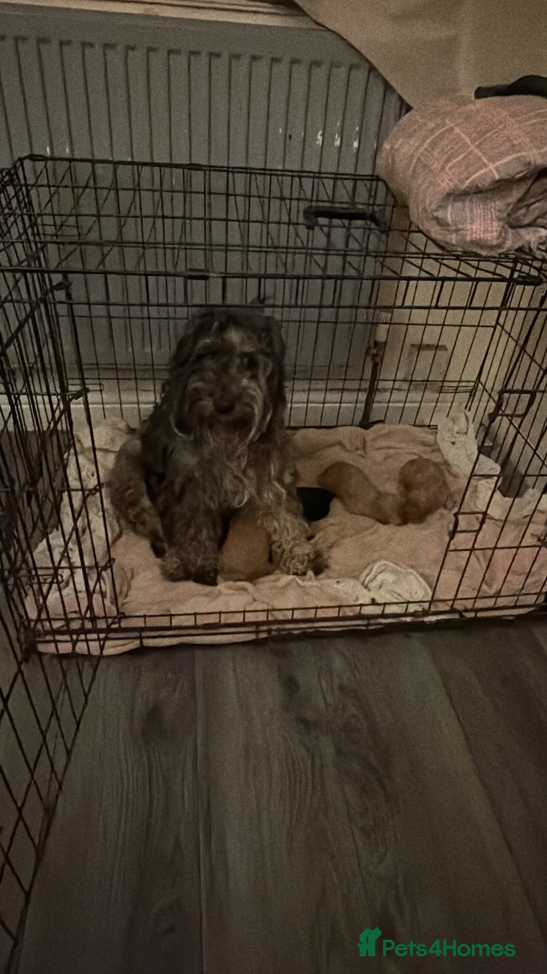Cockapoo dogs for sale: SEVEN STUNNING F2 MINI COCKAPOOS - Advert 5