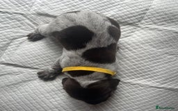 German Shorthaired Pointer dogs for sale: GSP puppies for sale - Image 12