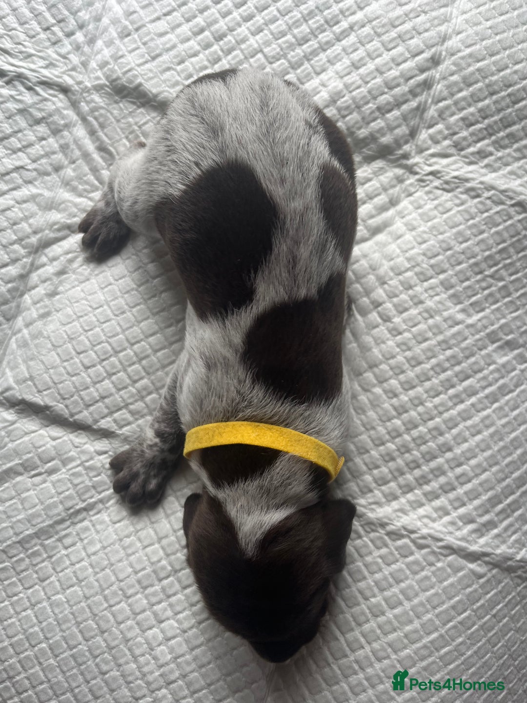 German Shorthaired Pointer dogs for sale: GSP puppies for sale - Image 12