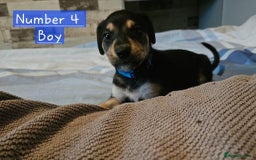 Mixed Breed dogs for sale: BEAUTIFUL LURCHER PUPPIES - Image 1