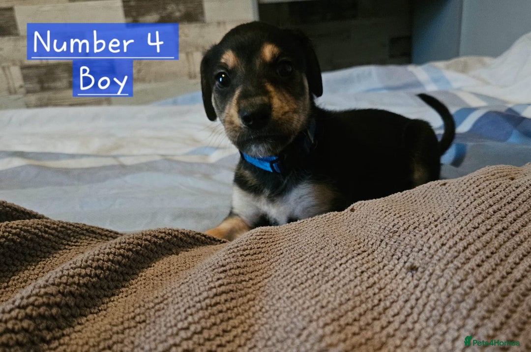 Mixed Breed dogs for sale: BEAUTIFUL LURCHER PUPPIES - Image 1