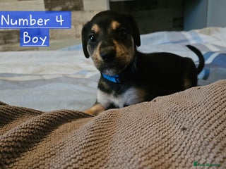 Mixed Breed dogs - Advert 1