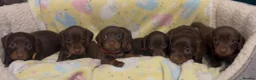 Miniature Dachshund dogs for sale: Kc smooth and long coated minature dachshund  - Advert 9