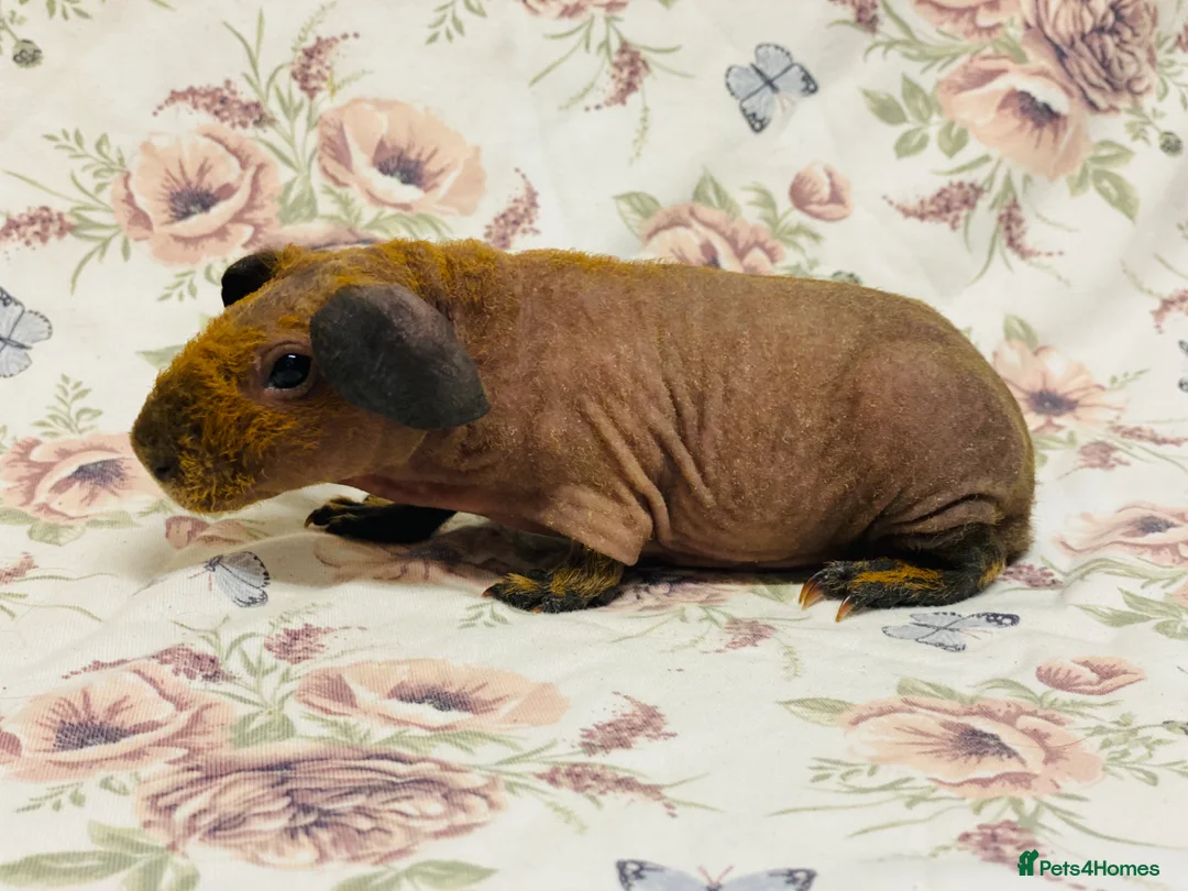 Guinea Pig rodents for sale: Skinny and werewolf babies available to reaerve - Advert 8