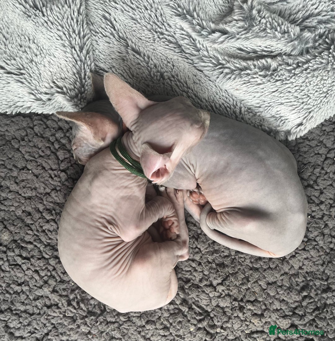 Sphynx cats for sale: Luna - August ready kitty’s in need of loving homes - Image 5