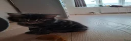 Mixed Breed cats for sale: Cute black white ginger stripe mix kittens - Advert 13
