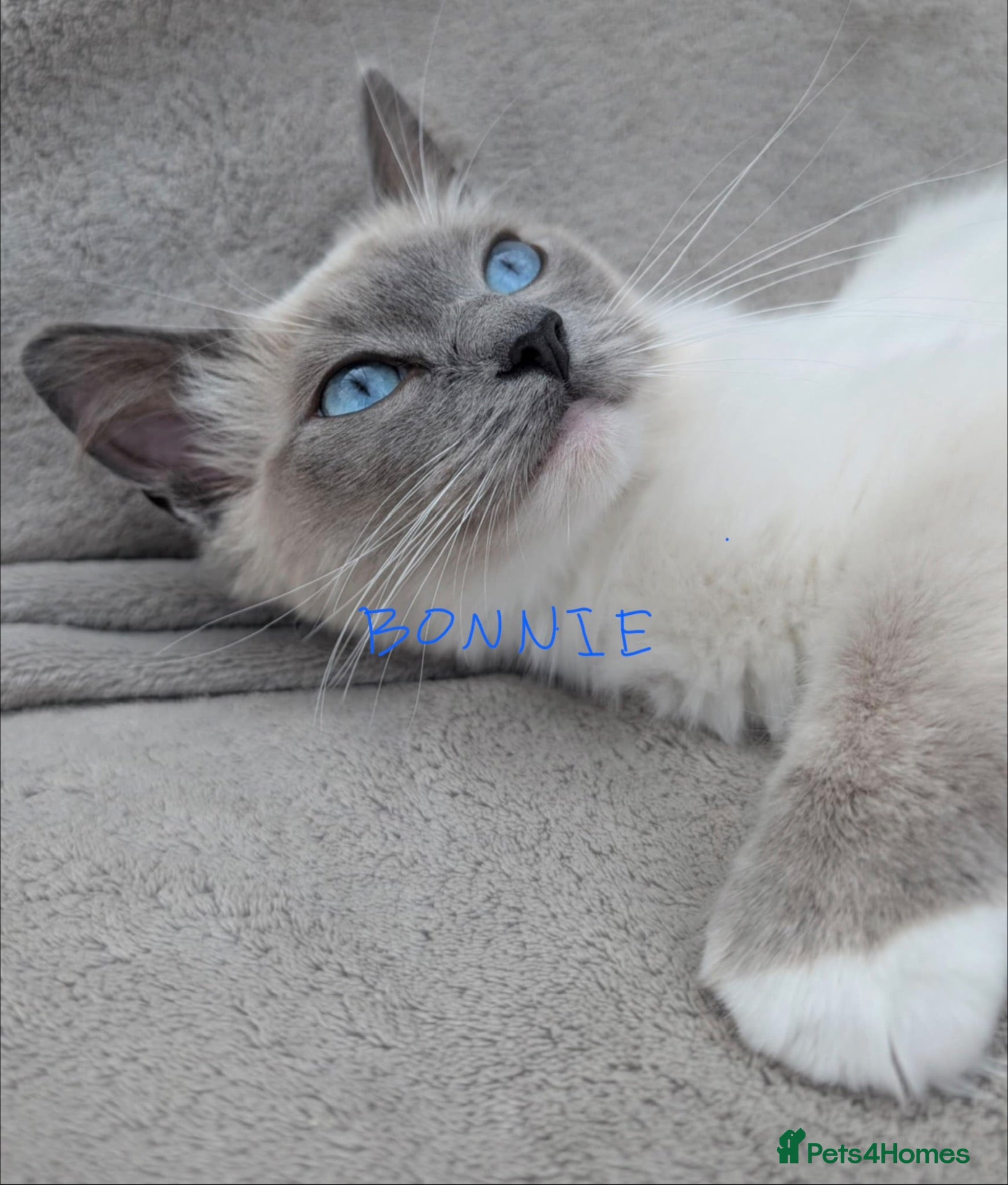 Ragdoll cats for sale: 2 boys for £700 (one from my other advert) - Advert 2
