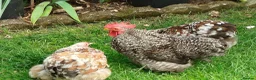 Chickens poultry for sale: Pekin Bantam Hatching Eggs For Sale in Rushden - Advert 2