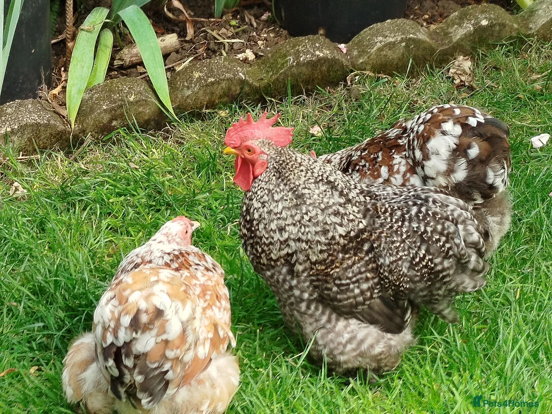 Chickens poultry for sale: Pekin Bantam Hatching Eggs For Sale in Rushden - Advert 2