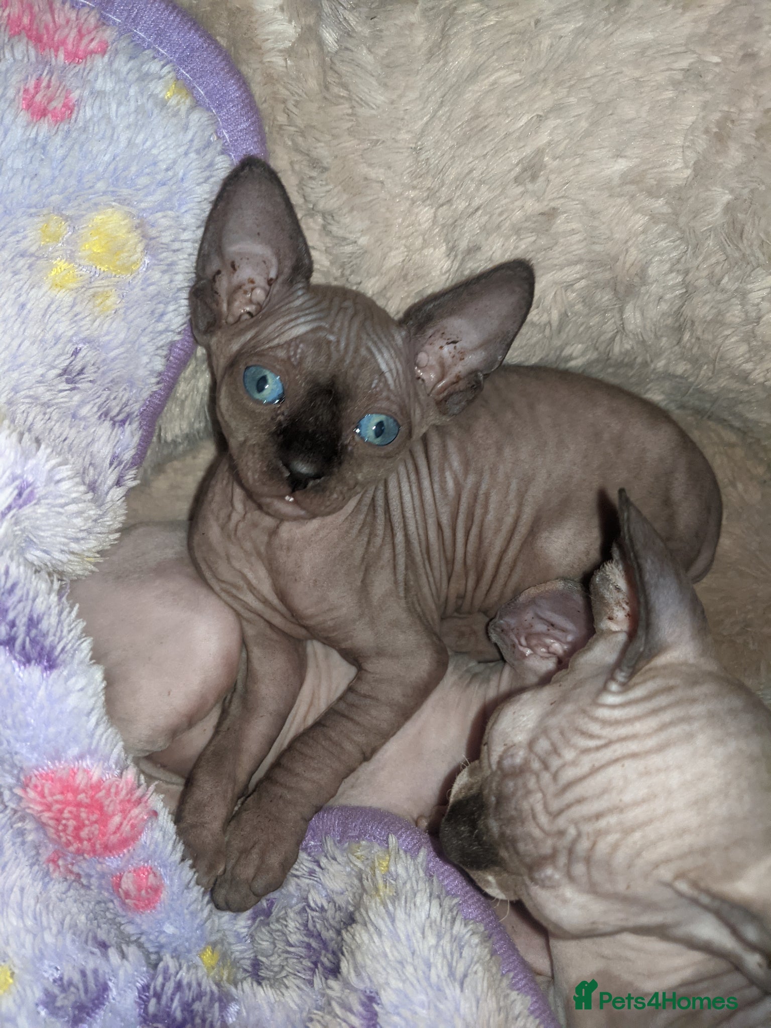 Sphynx cats Hurry up last dark grey boy with sky blue eyes  - Advert 7