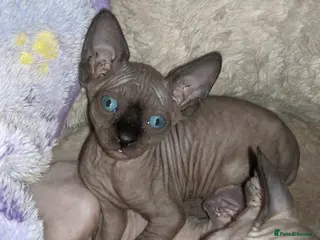 Sphynx cats Hurry up last dark grey boy with sky blue eyes - Advert 2