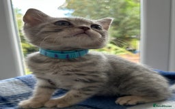 British Shorthair cats for sale: Purebred British Shorthair Grey Stripe Kittens - Image 21