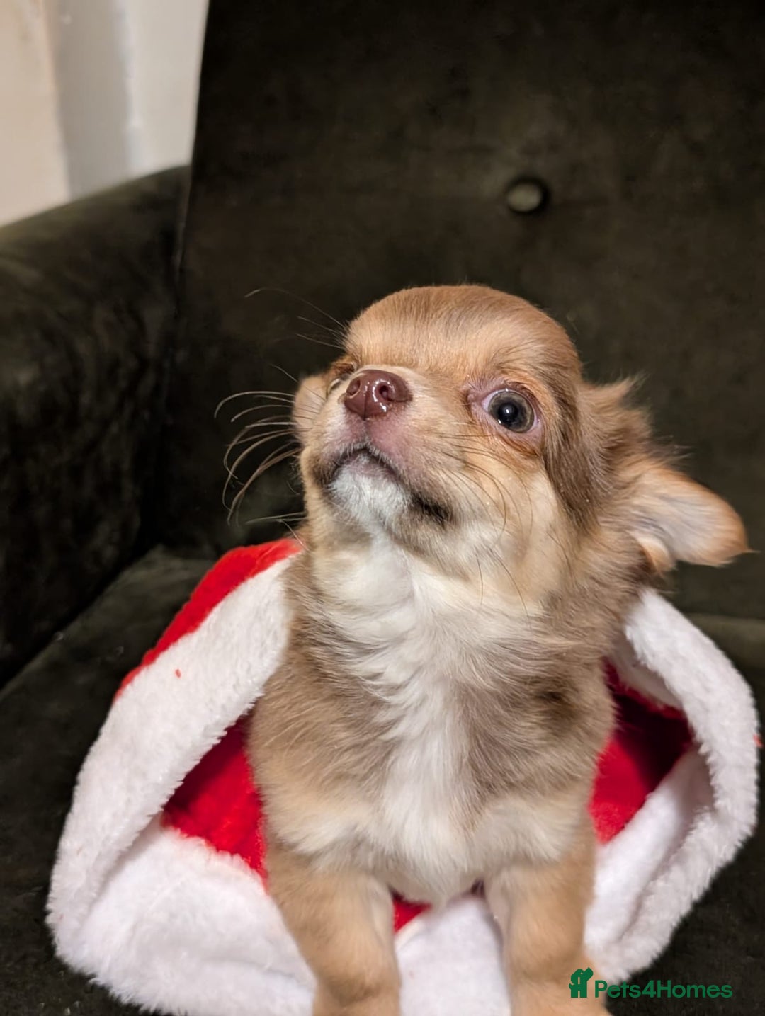 Chihuahua dogs for sale: ONLY 3 BOYS LEFT! pedigree chihuahua puppies - Advert 12