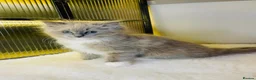 Ragdoll cats for sale: Quality Ragdoll Kittens 🩷 Ready Now  - Advert 21