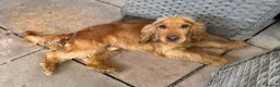Cocker Spaniel dogs for sale: Kc registered Cocker Spaniels fully DNA clear - Advert 11