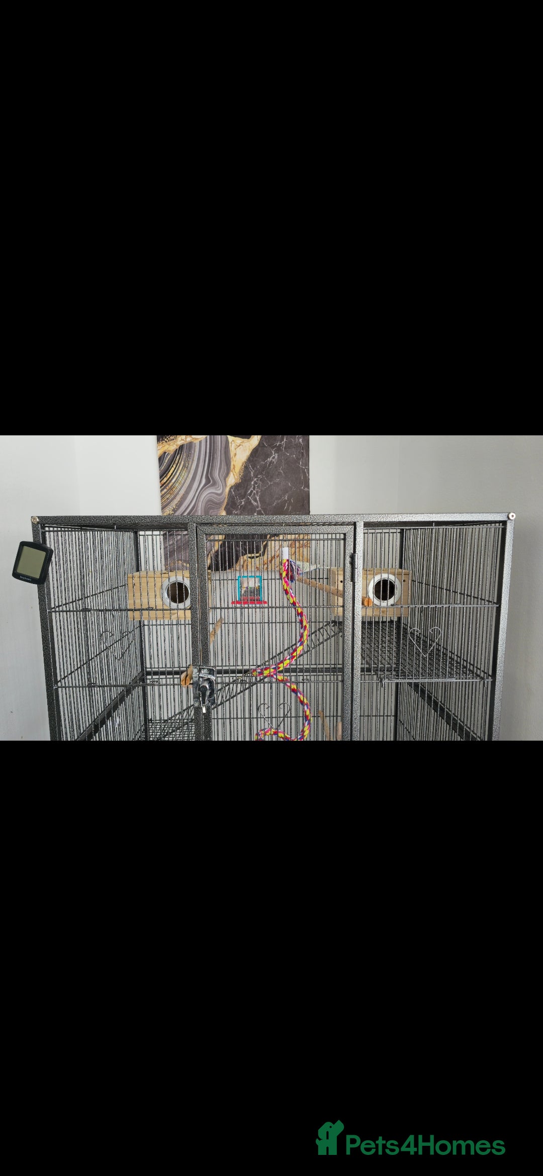 Budgerigars birds for sale: BIG CAGE  - Advert 5